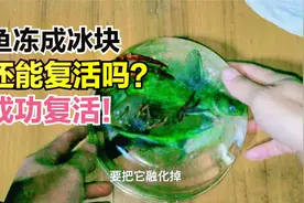 农村人把鱼和小龙虾放进冰箱冷冻8小时成冰块，抢救复活成功