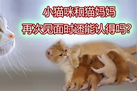 小猫咪和猫妈妈再次见面时还能认得吗？视频封面