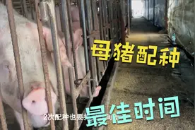 母猪啥时候配种好，教你掌握最佳配种时间，配种成功率95%以上视频封面