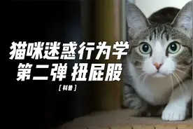 猫咪十大迷惑行为第2弹 猫为什么扭屁股？视频封面