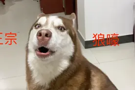 哈士奇：狼嚎不是这样子叫的，我来教你吧！视频封面