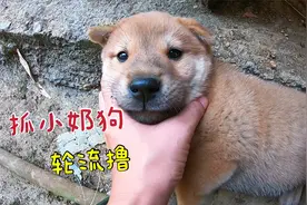 抓小奶狗出来轮流撸，皮滑肉嫩手感极好，还想反抗是不可能的