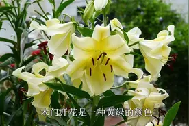 栽种6棵百合，开花“比脸大”，黄色香味足，有庭院要种几棵视频封面