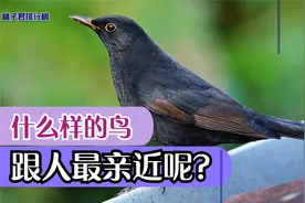 什么种类的鸟比较亲近人？这五种是公认的笼养鸟，喜欢与人互动