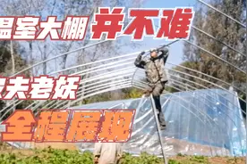 蔬菜大棚没有想象中难，农夫老妖全程展现简易钢管大棚的安装过程视频封面