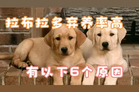 拉布拉多弃养率为何那么高，离不开这6个原因，你会想养一只吗？