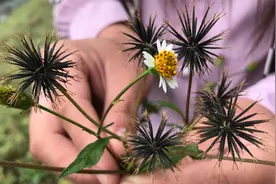 农村路边的“鬼针草”煮水，原来有这么好的价值，我赶紧摘点回家视频封面