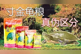 寸金龟粮！教你如何辨别真伪！