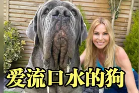 史上最爱流口水的狗，神似陆地海牛？却能陪同罗马军一起上战场视频封面