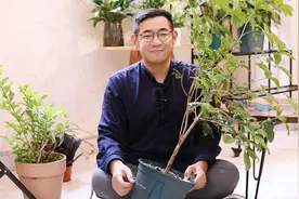 桂花怎么养？园艺师教你，桂花的详细养护技巧视频封面