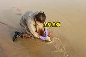 黄河大鲤鱼啥模样？小伙一网扣中全身金黄，都是鲤鱼区别太大了视频封面
