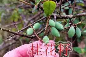 农村桂花籽似芒果，烟酒熬夜张嘴的尴尬，懂它的人常采摘回去视频封面
