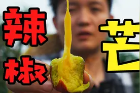 【水果猎人】“网红辣椒芒”是真宝贝还是智商税？视频封面