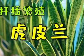 虎皮兰几种扦插繁殖方法  不要再买虎皮兰了 很容易繁殖的视频封面
