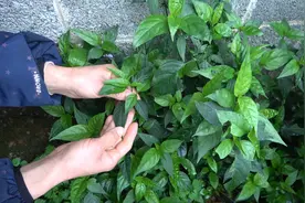 红蓝这绿色植物，是广西五色糯米饭中必不可少的原材料，你知道吗视频封面
