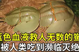 4.5亿年前的远古生物鲎，蓝色血液救人无数，竟被吃到濒临灭绝？视频封面