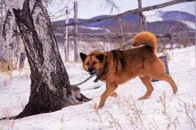 来自于原始森林的猛犬，中国第一代护山犬，如今濒临灭绝视频封面