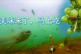 网传葡萄可以钓草鱼，靠谱吗，水下高清实拍告诉你真相