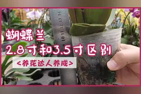 蝴蝶兰2.8寸和3.5寸，有何区别？