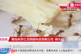 蚂蚁入住高楼，居民赶也赶不走，全家爬满小黄家蚁该怎么处理？视频封面