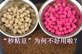 回锅鱼太猖獗，“秒粘豆”跌落神坛，只能换用这种饵料了视频封面