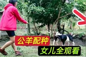 奇葩国的行为，母羊配种女儿全程观看，4名壮汉给公牛拔鼻毛视频封面