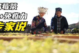 天门郡 - 刘仲华院士说：喝莓茶可以提高免疫力？#免疫力 #莓茶视频封面