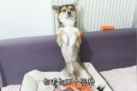 土狗小黑偷吃胡萝卜被发现，主人骂他还一脸不在乎，这姿势好搞笑视频封面