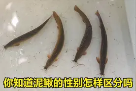 你知道泥鳅怎样辨别雌雄吗？看过来，我来告诉你。