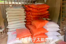 鸭子胃口有多大？新到100包饲料能吃多久？一天都要1000多元