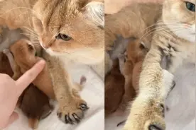 温柔又礼貌！主人伸手摸小猫咪被母猫“婉拒”，网友：推完再亮爪视频封面
