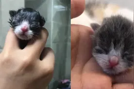 猫咪出生就会叫妈，吐词清晰一遍又一遍主人傻眼：忘喝孟婆汤了？