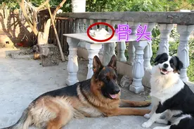 测试德牧的服从性和管理能力，结果超过预期，不愧是警犬
