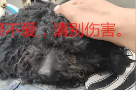 流浪泰迪果果意外瞎眼，究竟是怎么回事？