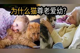 为什么猫上尊老，下敬小，中间年龄随便挠？