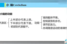 神经系统 — 小脑的定位诊断视频封面