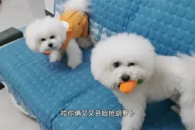 两狗娃抢玩具，老大是一点也不让着老二，看完你们还想要二胎吗视频封面