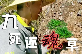 云南大山里长的九死还魂草，是一种中草药，周末上山挖一棵做盆景视频封面