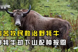 穷苦牧民救治野牦牛，野牦牛却在深夜偷偷下山，为家牛配种报恩视频封面