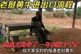 老挝黄牛进出口中国流程，简直太简单，利润高达百倍以上视频封面