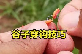 ，谷麦钓法中最难穿钩的是谷子，你是这样穿的吗？