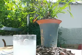 养兰花最怕不生根？花期短？水质偏碱？不要着急，教你一个小妙招视频封面