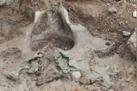 汝州暴雨冲出完整古象盆骨化石，距今200多万年！再证“豫”来源视频封面