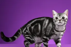 用奶瓶给猫猫喂奶，看看猫猫怎么喝视频封面