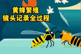黄蜂是怎样繁殖的？用早晨的露水当食物，在树洞里筑巢