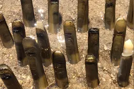 竹节蛏打洞太有意思，小倪赶海抓它有“诀窍”，两种方法简单有效