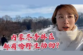 内蒙冬季野生动物出动频繁，雪地里发现脚印痕迹，看看都有啥动物视频封面