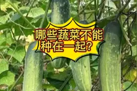 哪些蔬菜不能挨着种植？这几种别种在一起，病虫害多产量低视频封面
