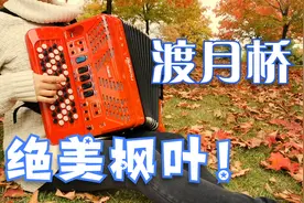 【名侦探柯南】渡月桥~思念你~绝美加拿大枫叶🍁[手风琴版]