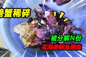 生猛石甲蟹惨遭海螺围攻致死，尸体四分五裂，去集市买来海参喂鱼视频封面